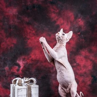 Sphynx