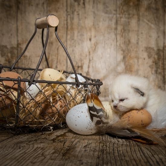 Scottish fold