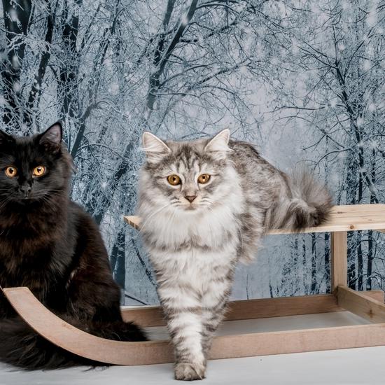 Maine coon