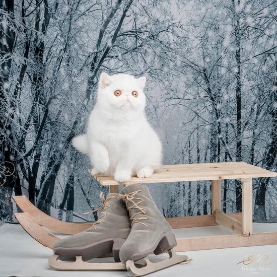 Exotic shorthair