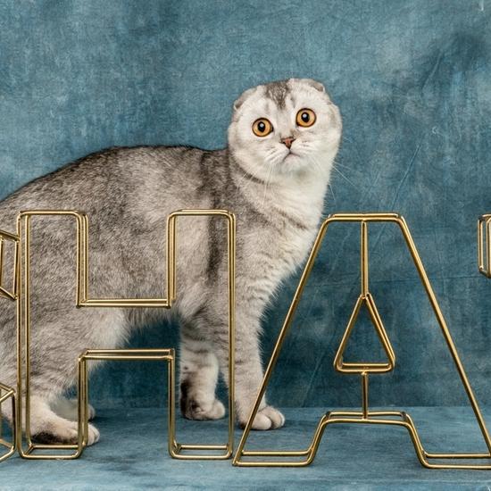 Scottish fold