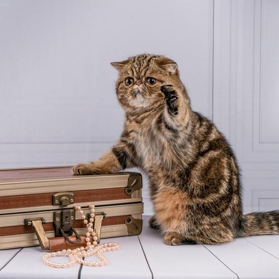 Exotic shorthair